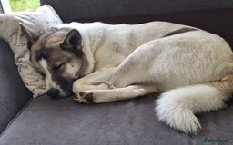 Akita dogs for sale: Sweet Akita Girl - Image 2
