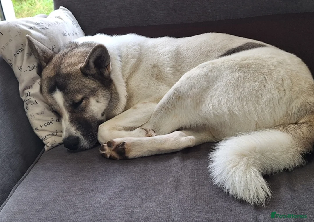Akita dogs for sale: Sweet Fluffy Girl Dog - Advert 3