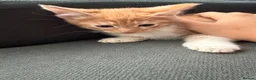 Mixed Breed cats for sale: 3 Boys and 2 Girls mixed colour kittens - Advert 3