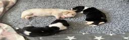 Basset Hound dogs for sale: Stunning KC Basset Hound Pups - Advert 6