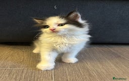 Mixed Breed cats for sale: Gorgeous Maine coone cross kittens! - Image 11
