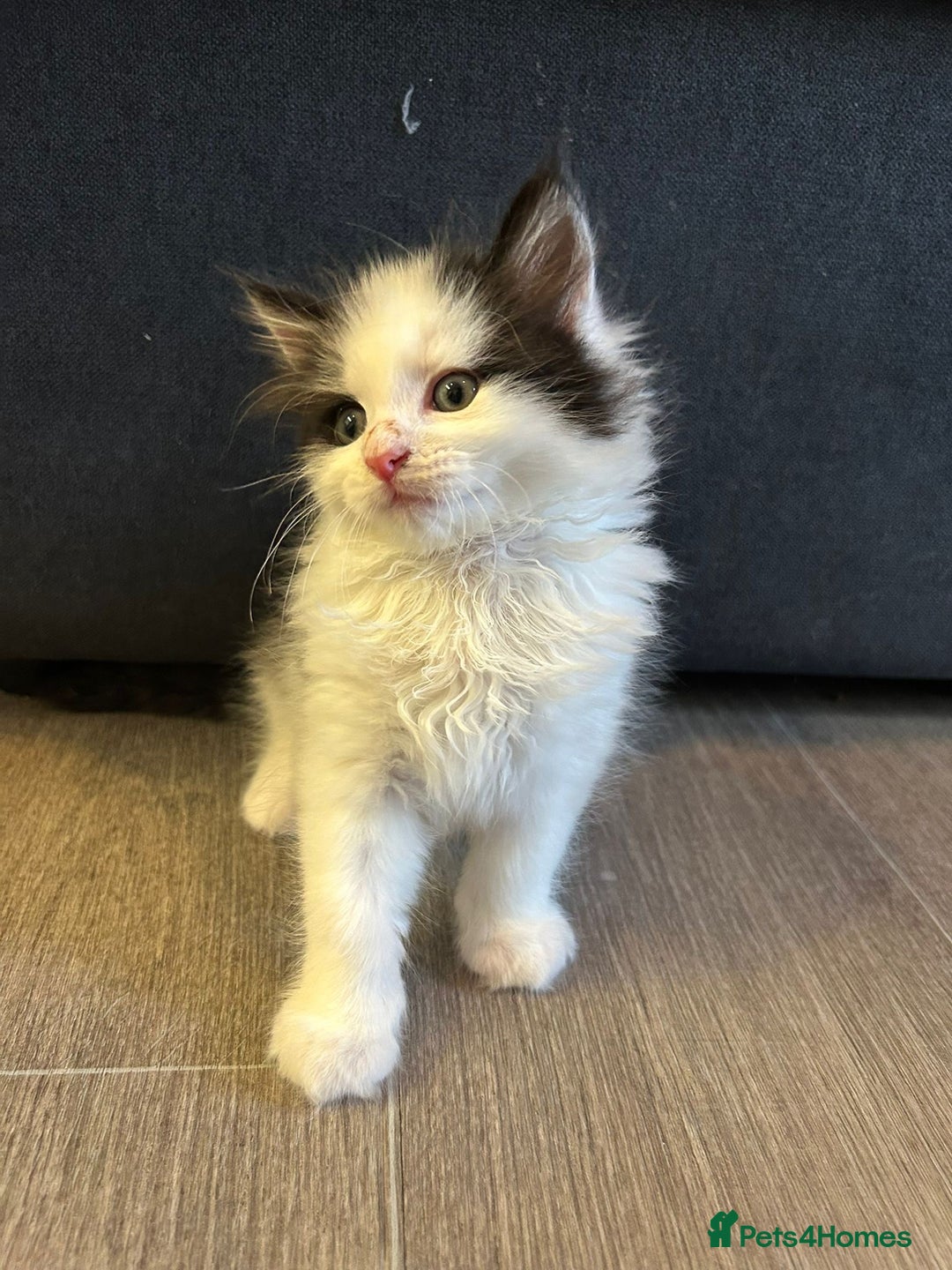 Mixed Breed cats for sale: Gorgeous Maine coone cross kittens! - Image 11