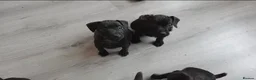 Patterdale Terrier dogs for sale: Pattersdale pups - Advert 2