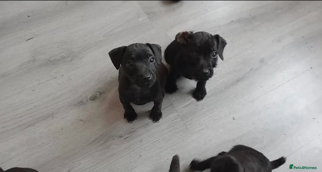 Patterdale Terrier dogs for sale: Pattersdale pups - Advert 2