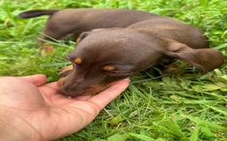 Miniature Dachshund dogs for sale: Last female - miniature dachshund  - Image 4