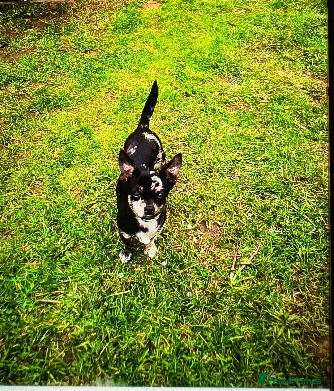 Chihuahua dogs for sale: Female Merle Chihuahua  - Advert 3