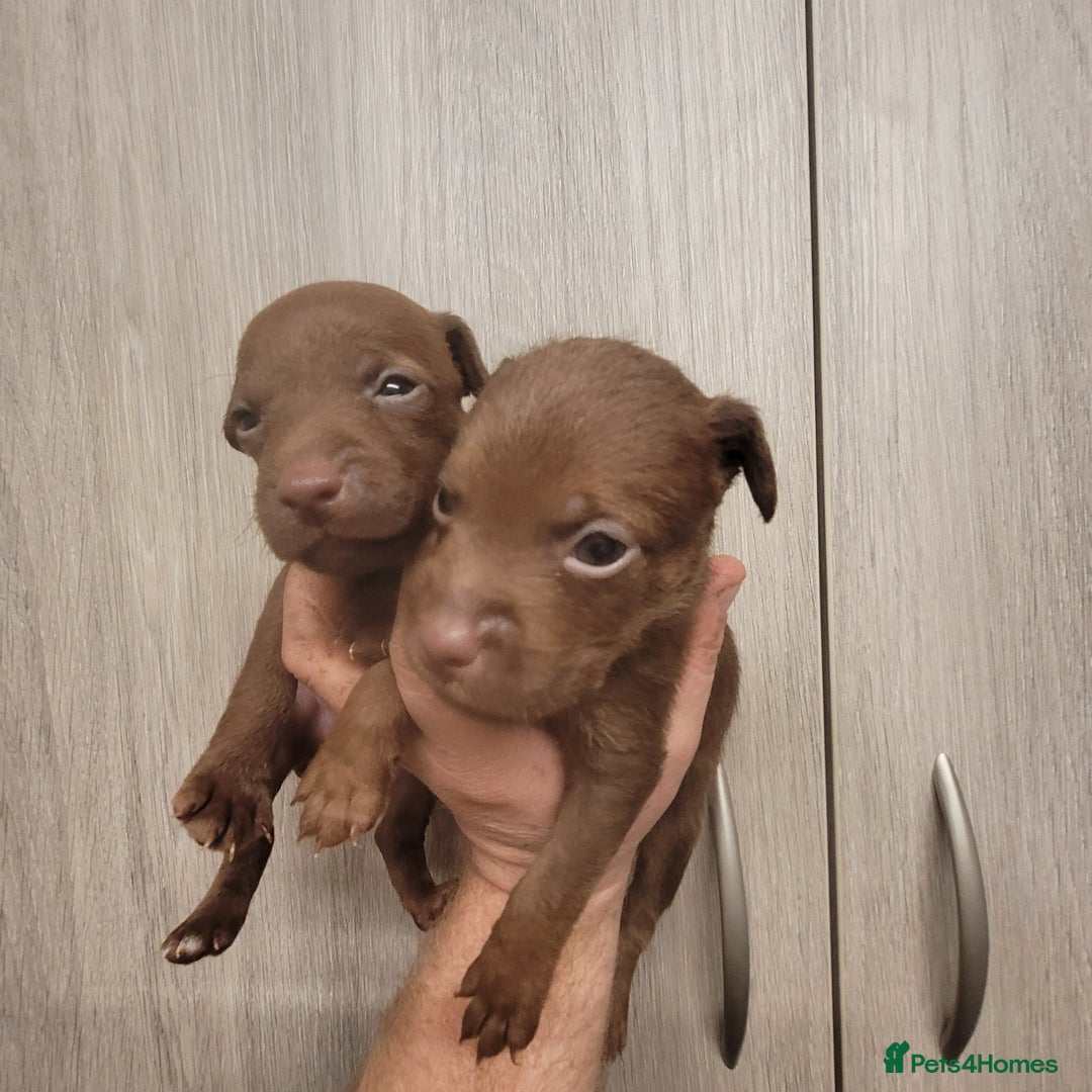 Patterdale Terrier dogs for sale: Chocolate  Patterdales  - Advert 6