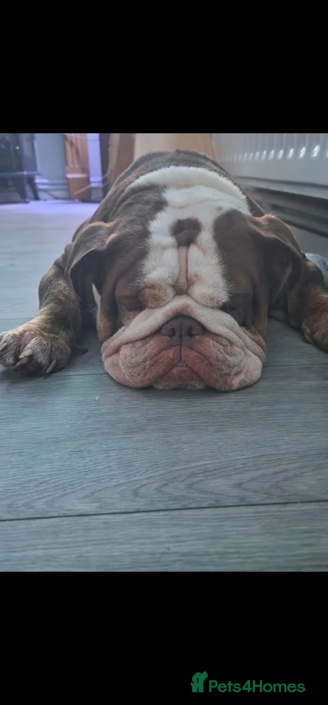 English Bulldog dogs for sale: Lovely Chocolate Male English Bulldog  in Sittingbourne - Advert 4