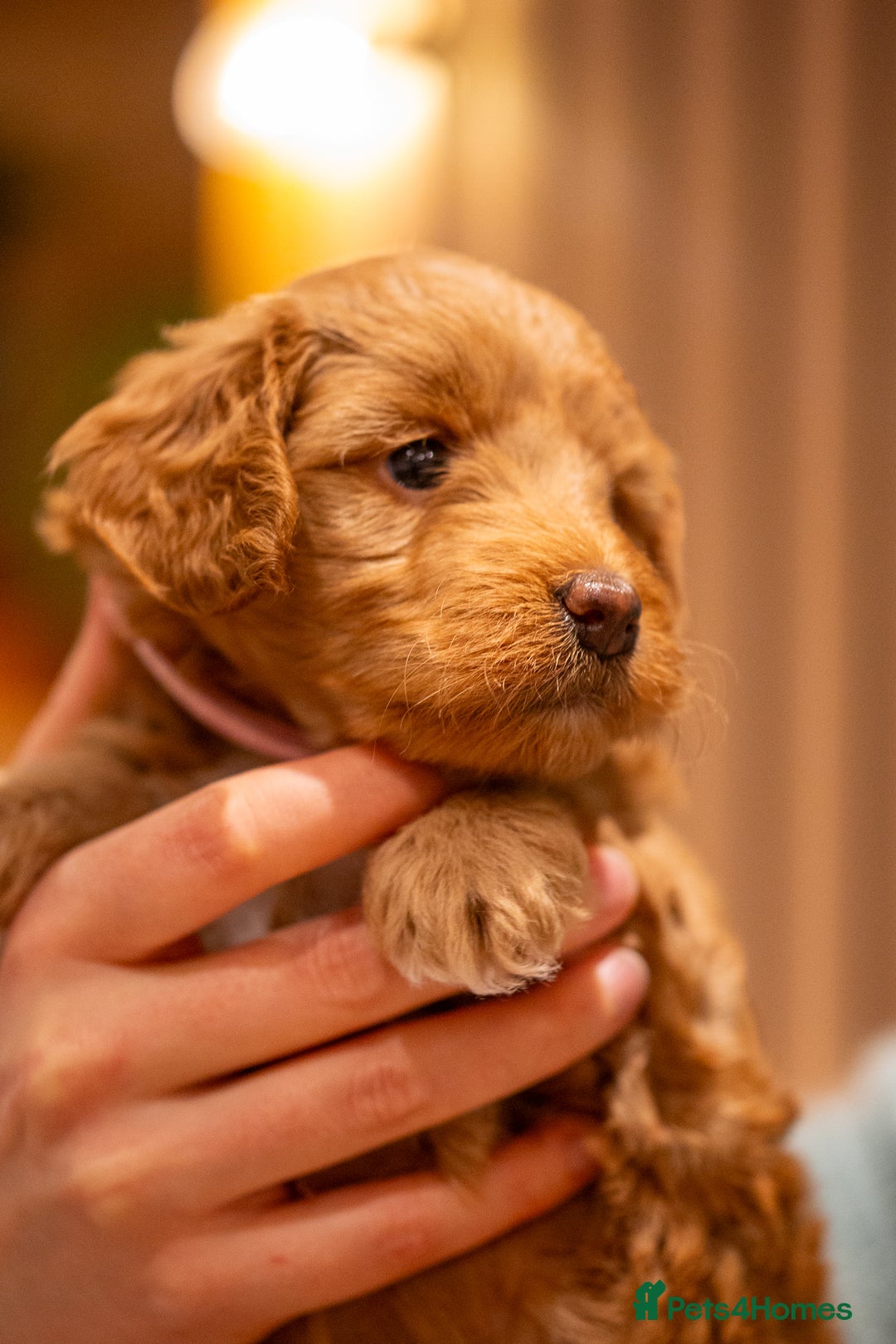 Cockapoo dogs for sale: Stunning F2b Miniature Cockapoos / Health Tested - Image 15