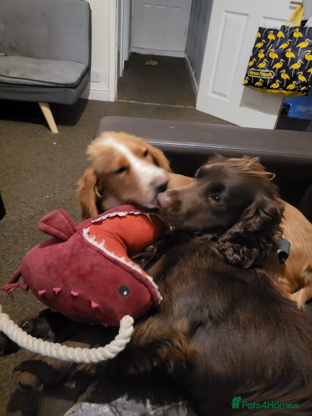 Cocker Spaniel dogs For stud - Advert 23