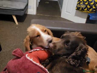 Cocker Spaniel dogs - Advert 2