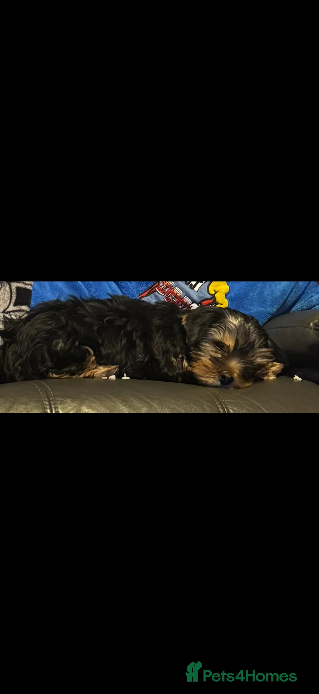 Yorkshire Terrier dogs for sale: Male Yorkshire terrier left  - Advert 1