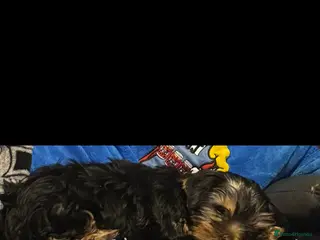 Yorkshire Terrier dogs Male Yorkshire terrier left - Advert 10