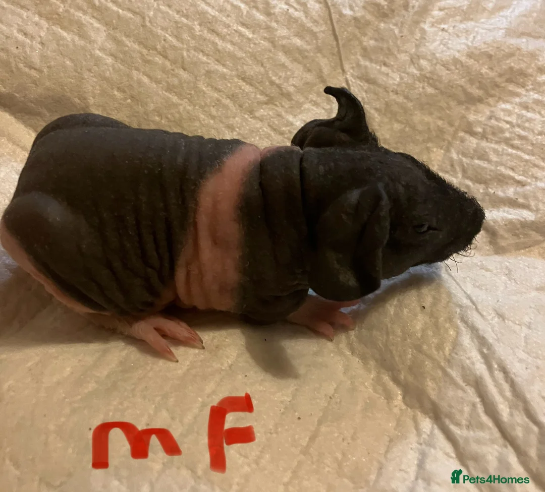 Guinea Pig rodents for sale: Well handled skinny pigs.  - Advert 6