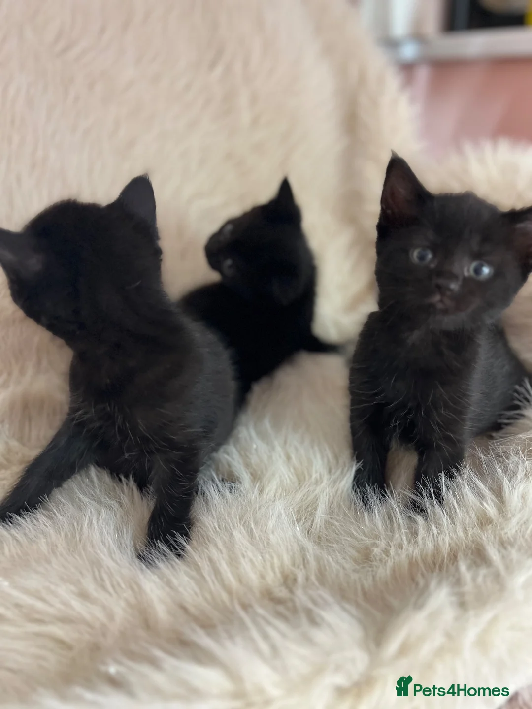 Mixed Breed cats for sale: Mixed kittens  - Advert 29