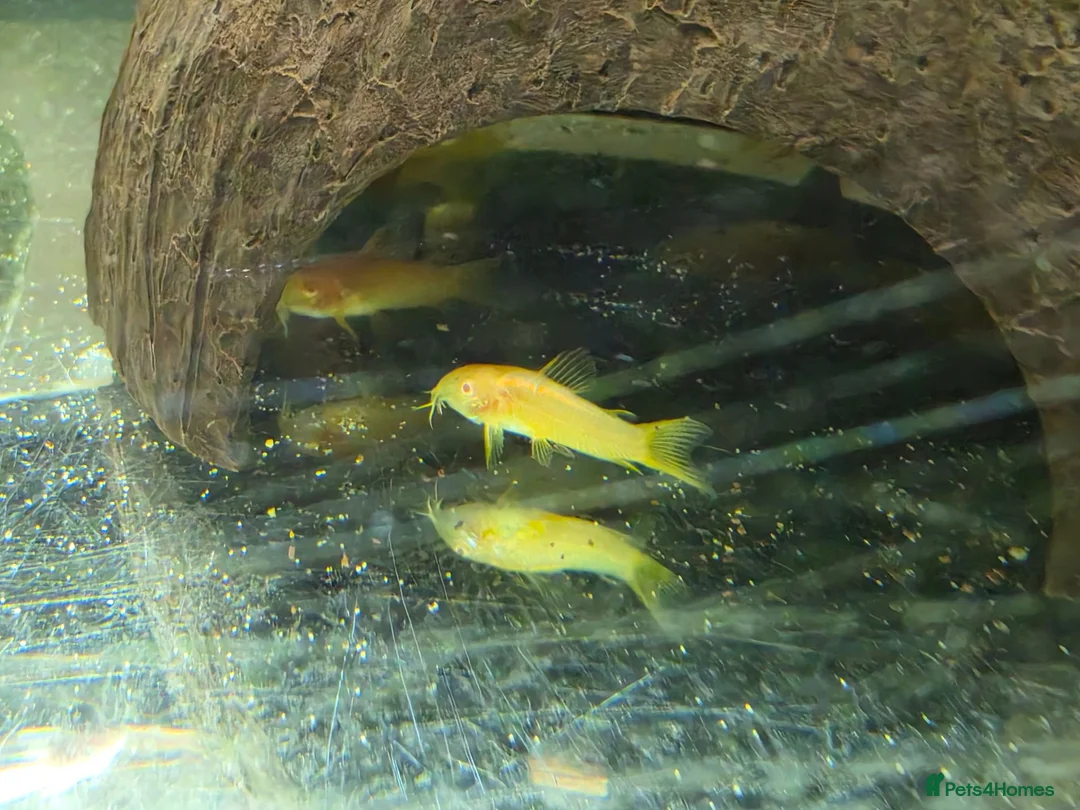 Corys fish for sale: Albino Gold Lazers Corys - Advert 10