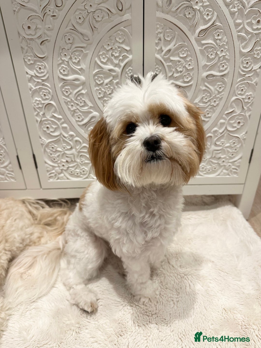 Lhasapoo dogs for sale: Our Beautiful Dogs looking for forever homes - Advert 2