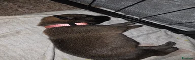 Light pink, Female 