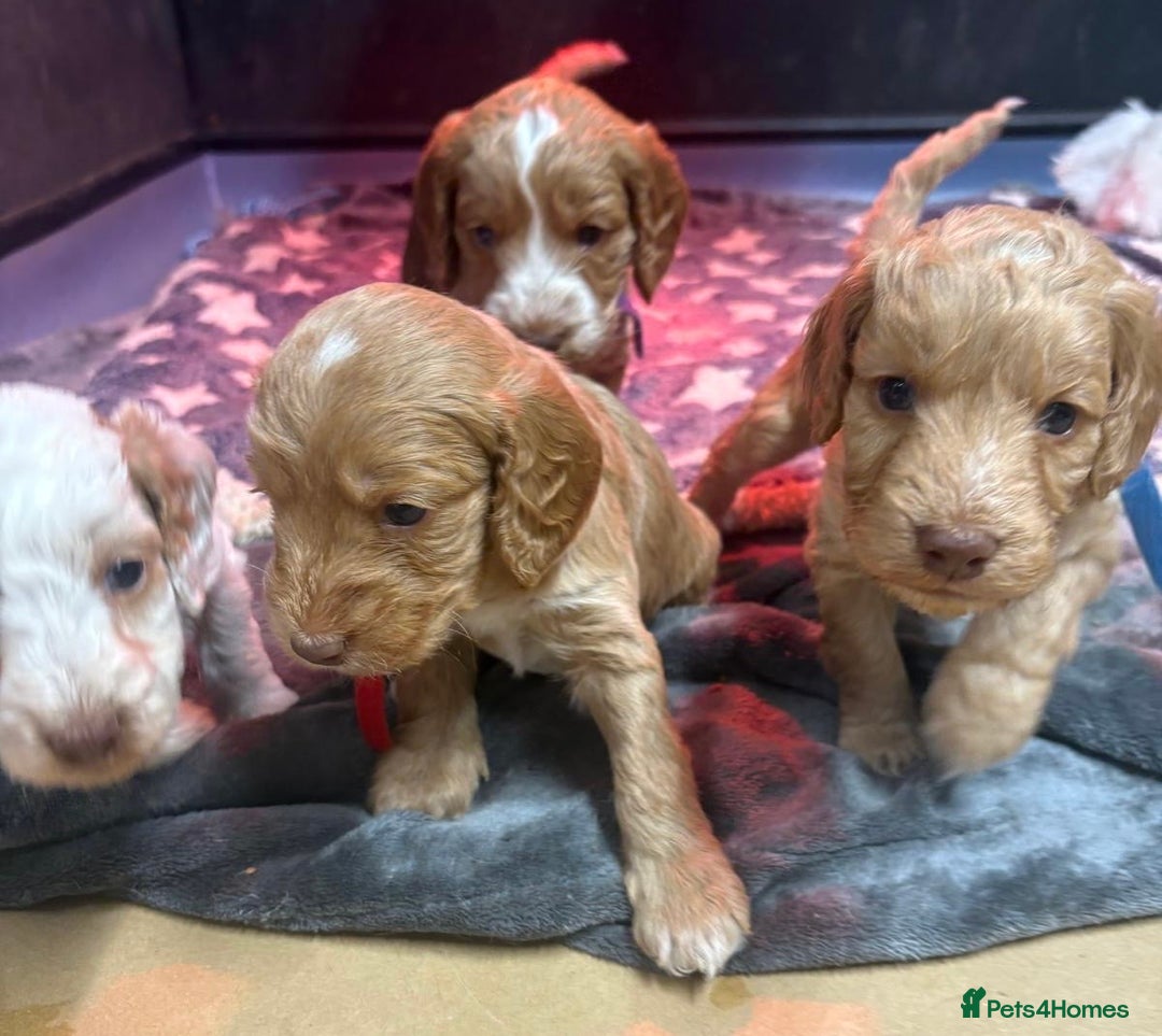 Cockapoo dogs for sale: Beautiful F1 Cockapoos ready to leave from 6th Dec - Advert 3