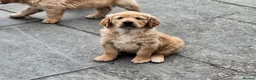 Golden Retriever dogs for sale: Beautiful litter of Golden Retriever puppies 🐶  - Advert 35