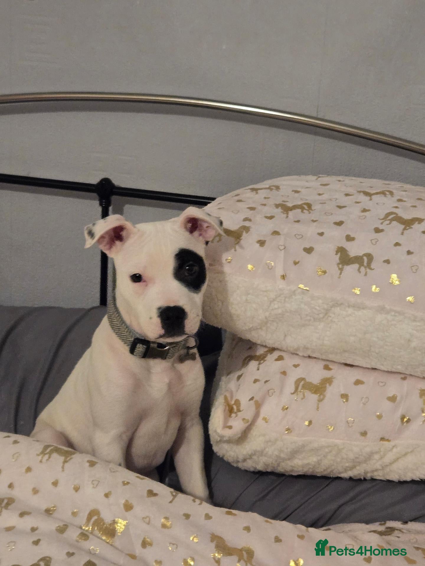 Staffordshire Bull Terrier dogs Meet star - Advert 6