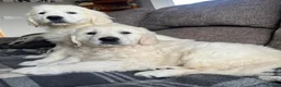 Golden Retriever dogs for sale: GORGEOUS CHUNKY HEALTHY PUPPIES  in Rochdale - Advert 2