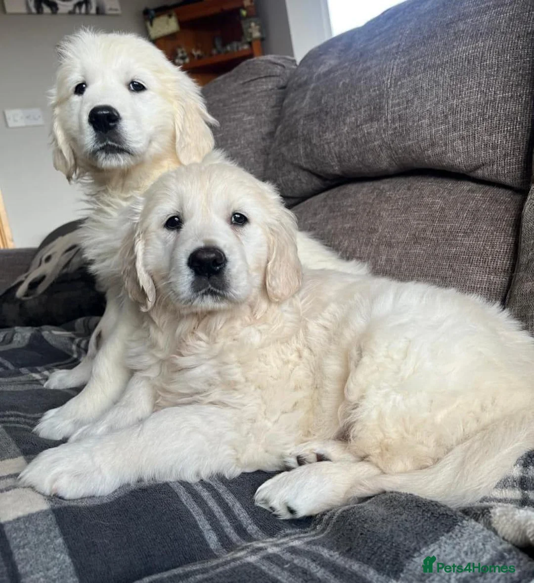 Golden Retriever dogs for sale: GORGEOUS CHUNKY HEALTHY PUPPIES  in Rochdale - Advert 2