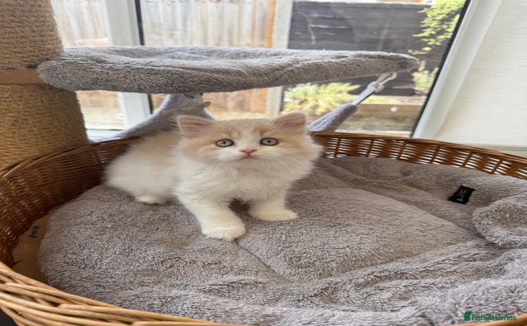 British Longhair cats - Advert 2
