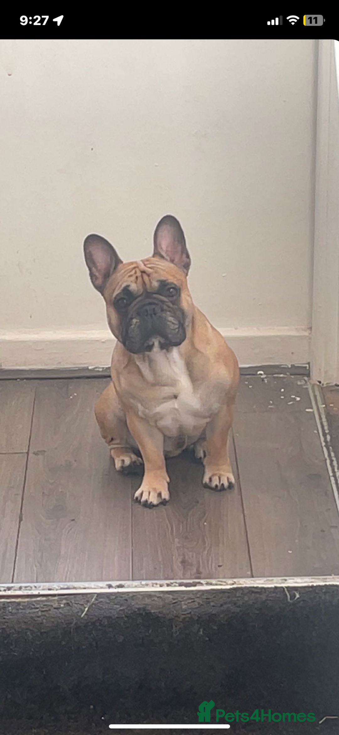 French Bulldog dogs for stud: French bulldog boy  - Image 2