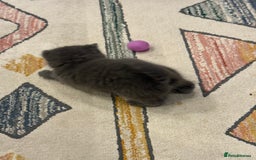 British Shorthair cats for sale: Gorgeous Kittens Ready to Find Their Forever Homes - Image 20