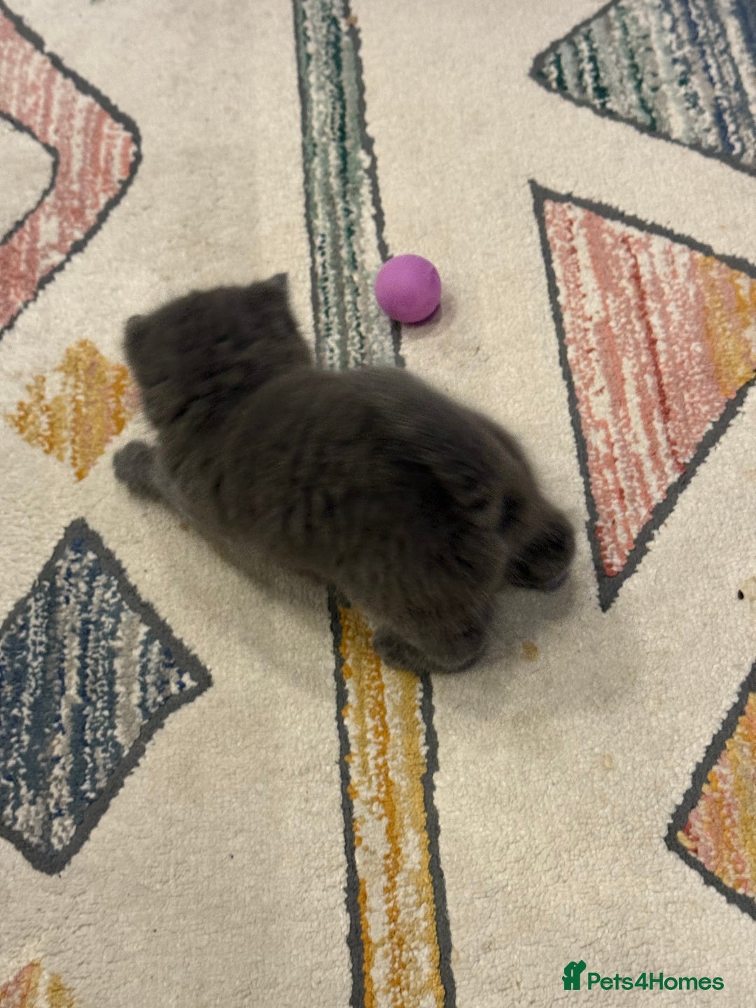 British Shorthair cats for sale: Gorgeous Kittens Ready to Find Their Forever Homes - Image 20