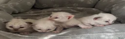 Birman cats for sale: Adorable GCCF registered Birman kittens - Advert 8