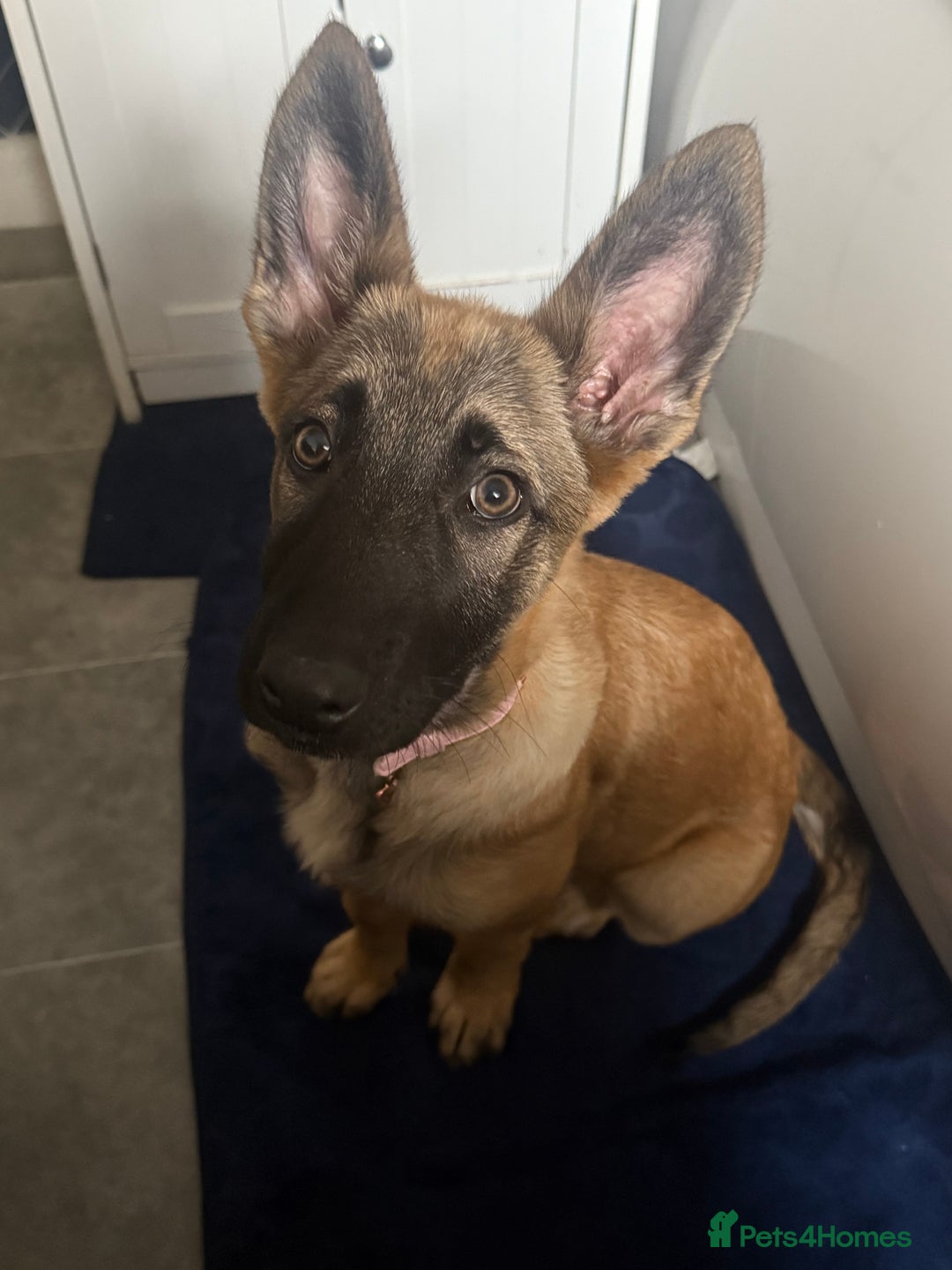Mixed Breed dogs for sale: German Shepard mix malinios  - Image 3