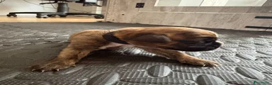 Boxer Puppy 2