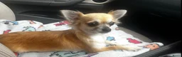 Chorkie dogs for sale: Beautiful Chorkie Girl Puppies - Advert 12
