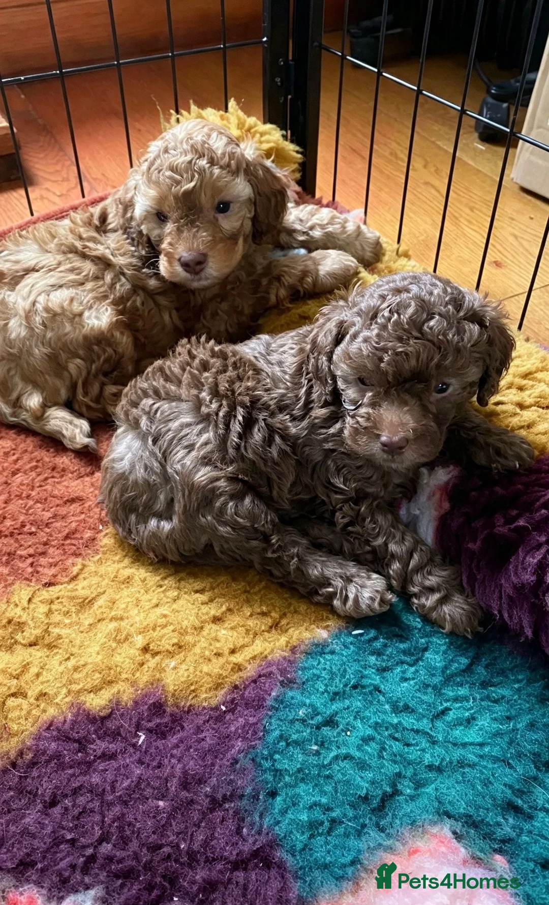 Toy Poodle dogs for sale: Toy Poodles - Advert 2