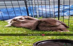 Mini Lop rabbits for sale: Brown n white mini lop for sale  - Image 6