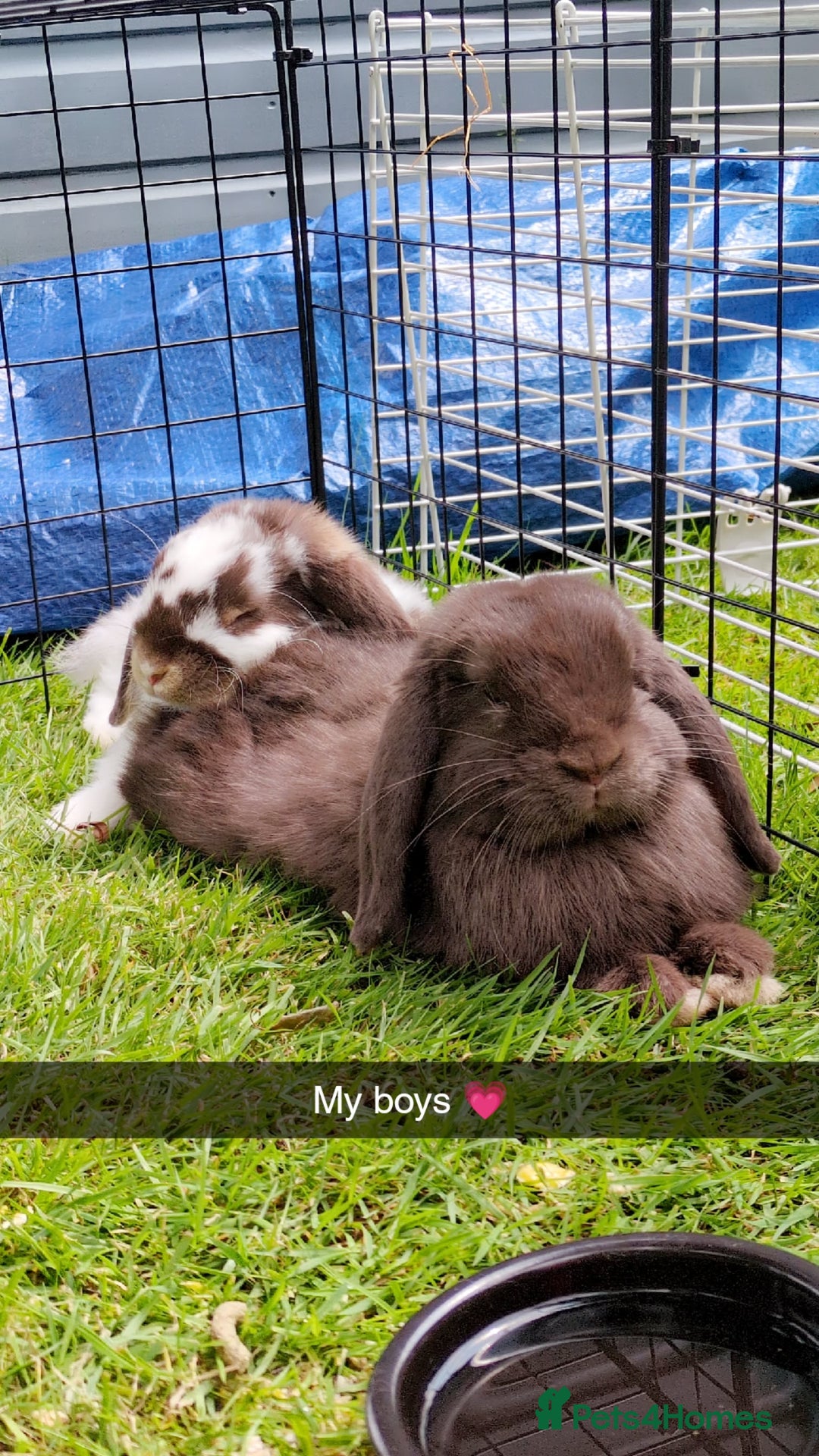 Mini Lop rabbits for sale: Brown n white mini lop for sale  - Image 6