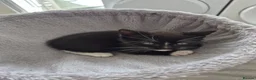 Mixed Breed cats for sale:  male kittens in Dumbarton - Advert 5