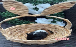 Guinea Pig rodents for sale: 4 baby guinea pigs looking for their forever home - Image 2