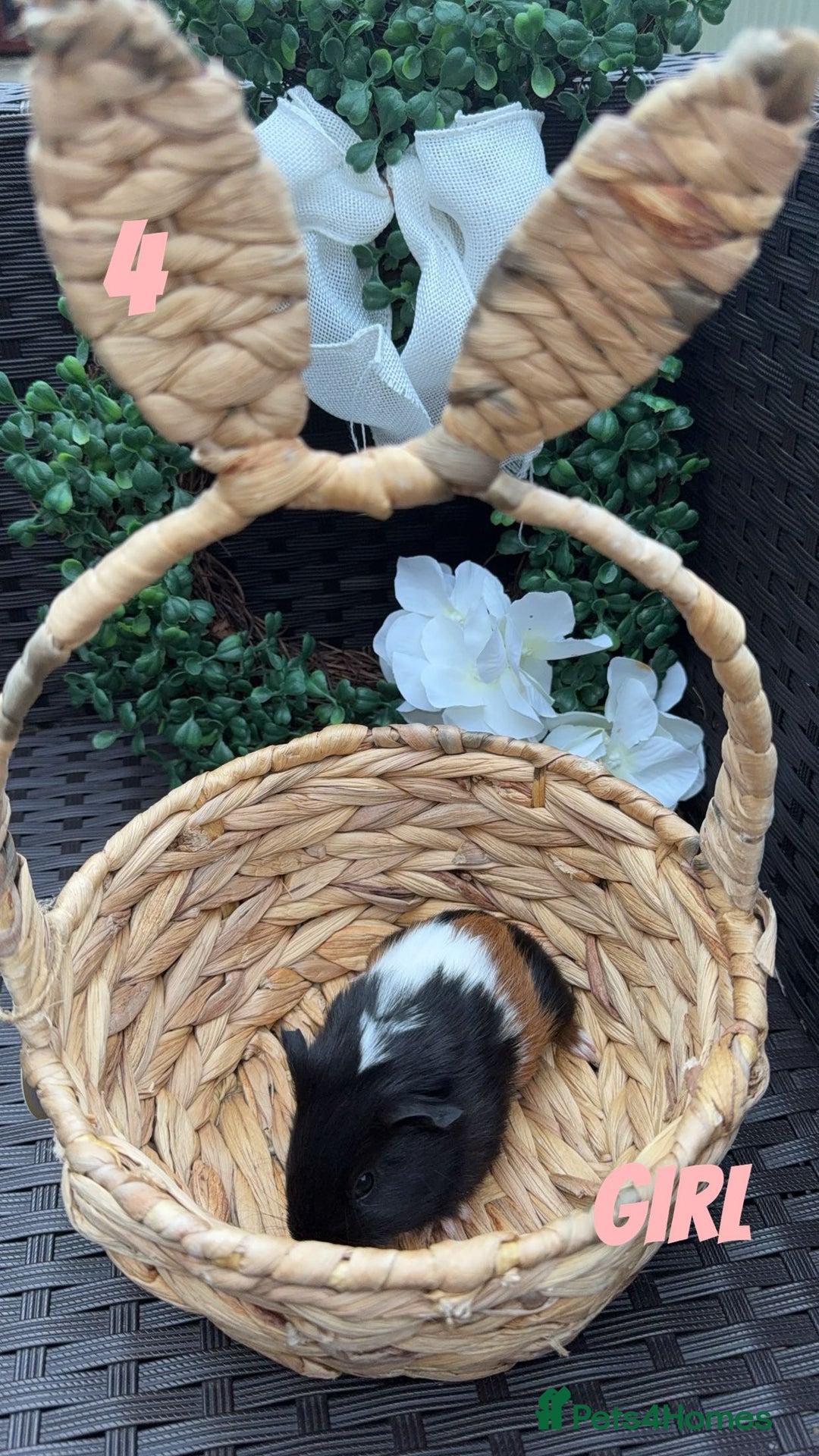 Guinea Pig rodents for sale: 4 baby guinea pigs looking for their forever home - Image 2