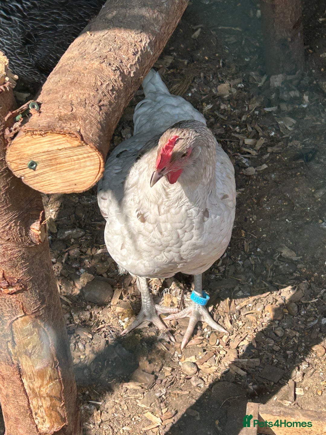 Chickens poultry for sale: 8 hybrid hens for sale  - Image 5