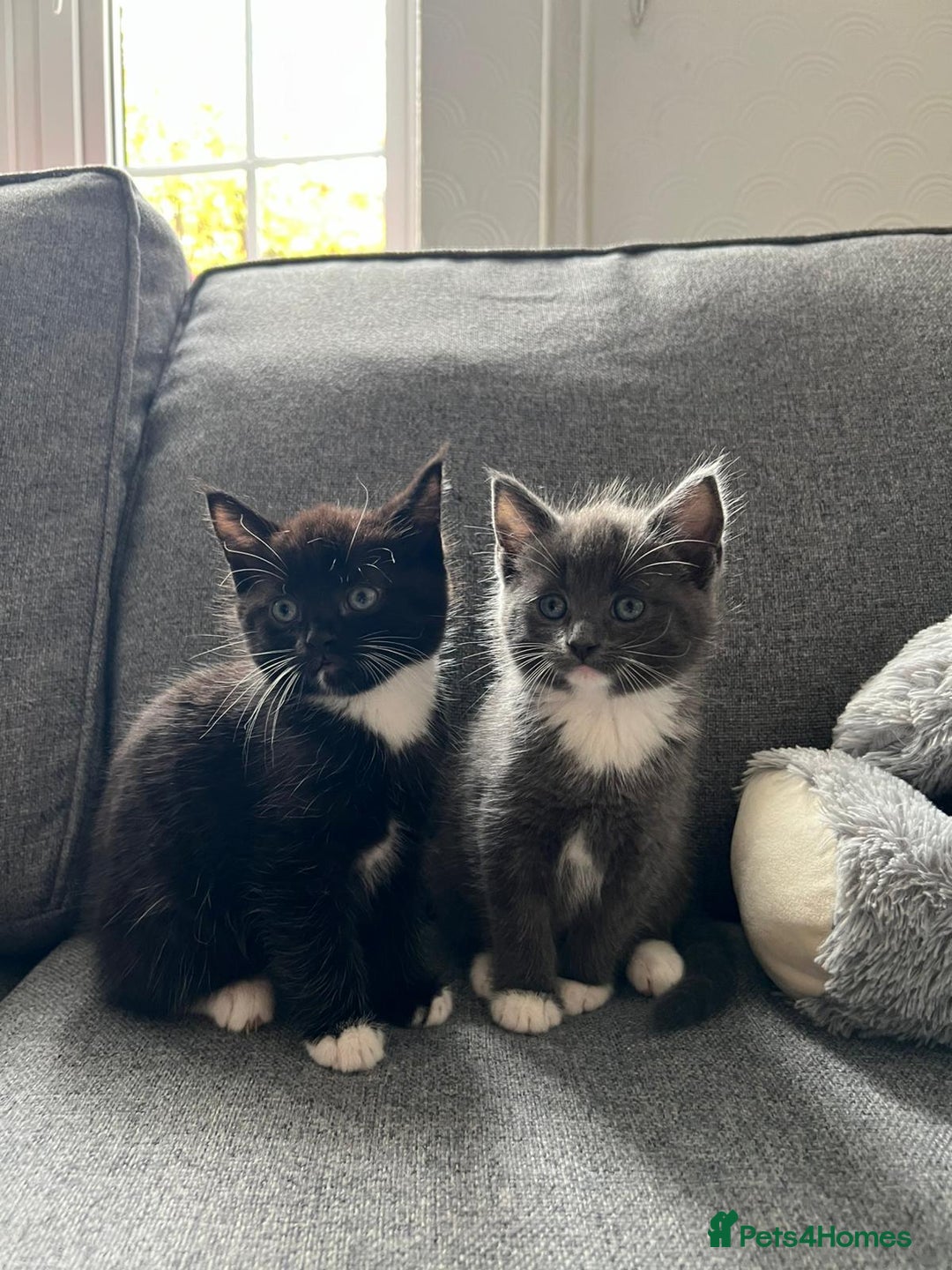 Maine Coon cats for sale: Little Half Main Coons - Advert 4