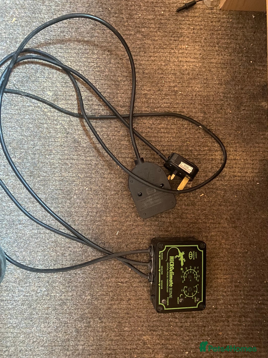 Bearded Dragon reptiles for sale: Bearded dragon for sale  - Advert 6