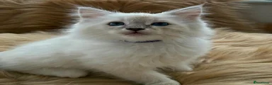 Ragdoll 4