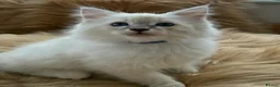 Ragdoll cats for sale: 7 Beautiful blue eyed pedigree Ragdolls - Advert 6