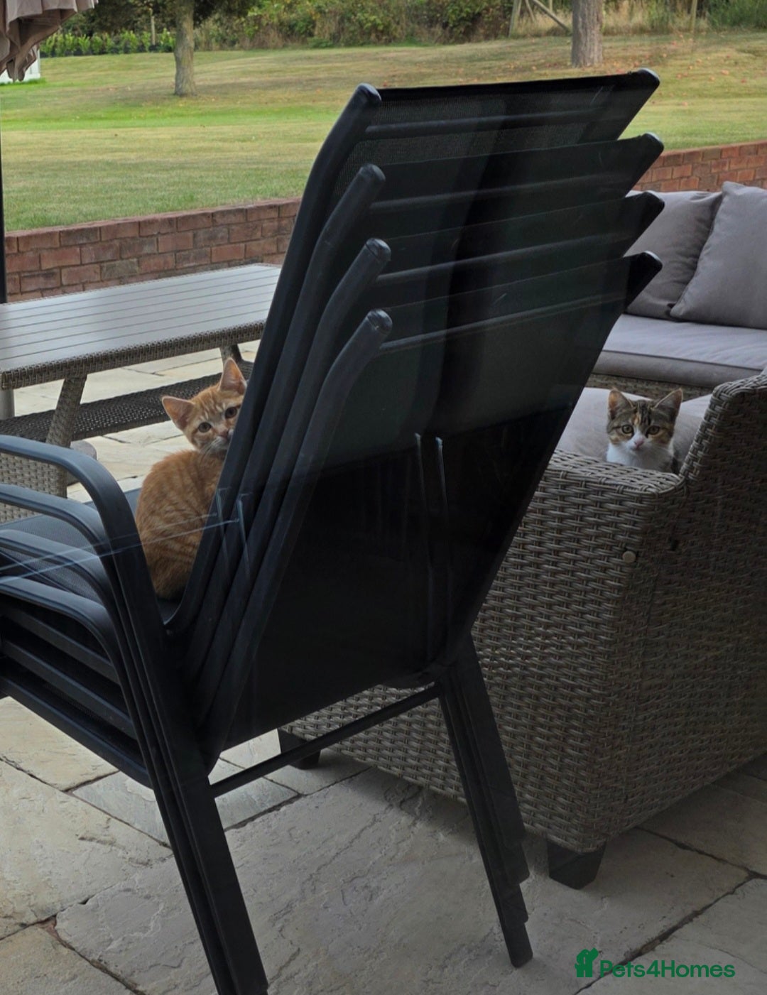 Mixed Breed cats for sale: 2 kittens need a loving home - Image 12