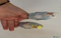 Budgerigars birds for sale: Budgies - Advert 2
