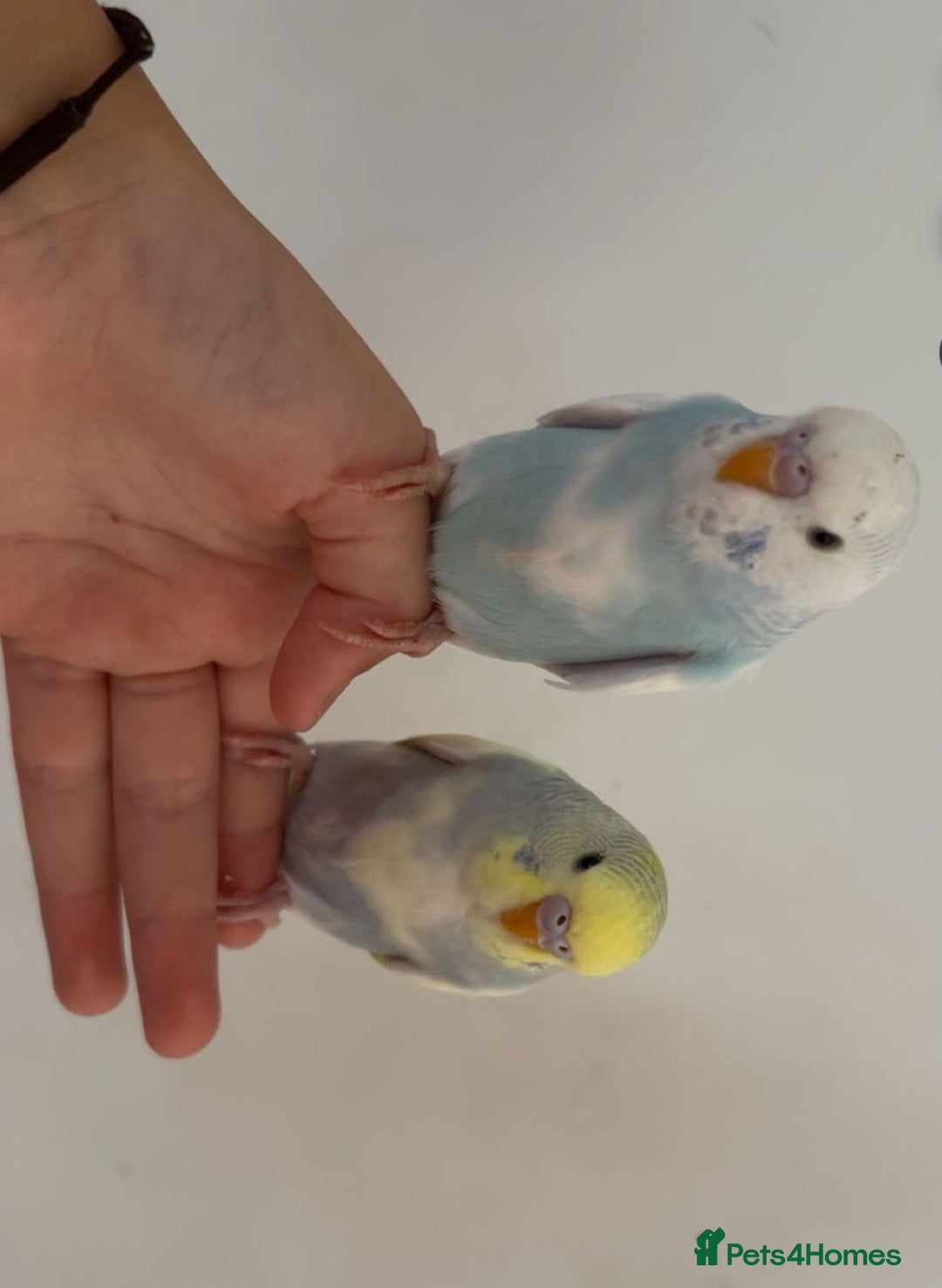 Budgerigars birds for sale: Budgies - Advert 2