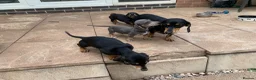 Dachshund dogs for sale: ****4 beautiful boys *** in Nottingham - Advert 31
